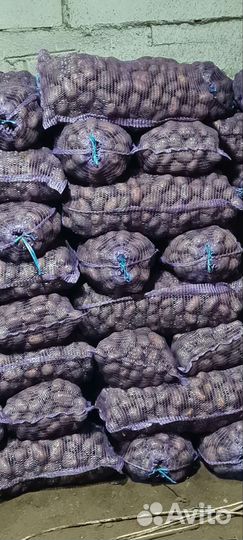 Картофель оптом