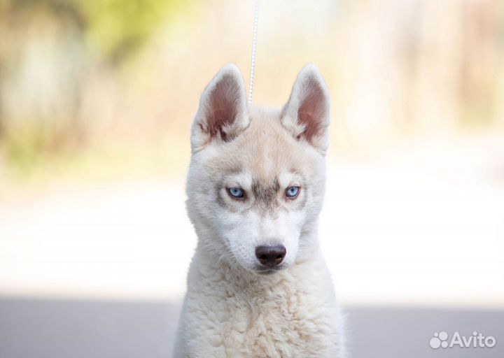 Породные щенки Сибирский хаски