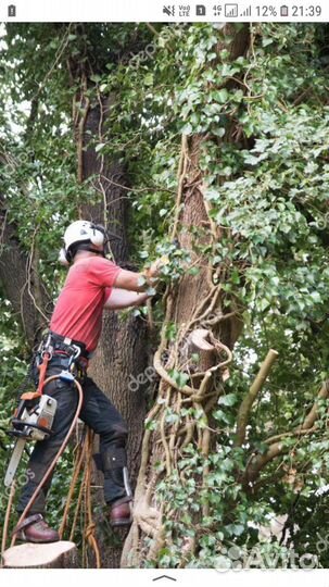 Спил деревьев