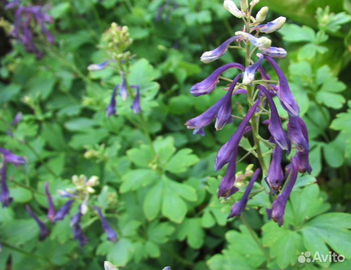 Хохлатка. SP.китай