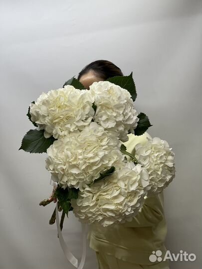 Гортензии белые