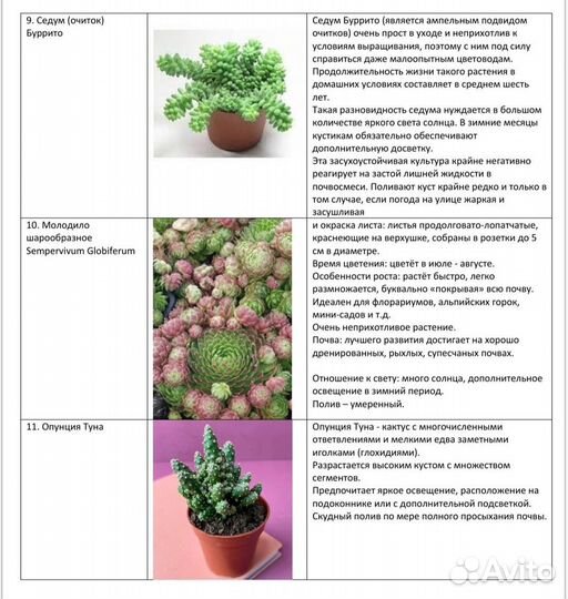 Набор суккулентов. С корнями. 6 видов растений