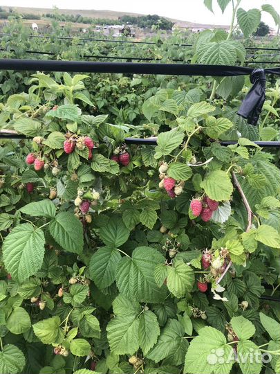 Саженцы малины