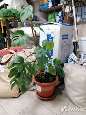 Монстера, фикус, замиокулкас