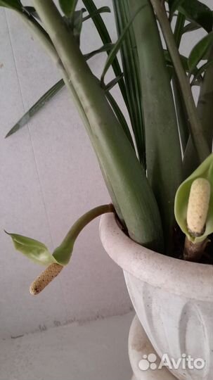 Замиокулькас