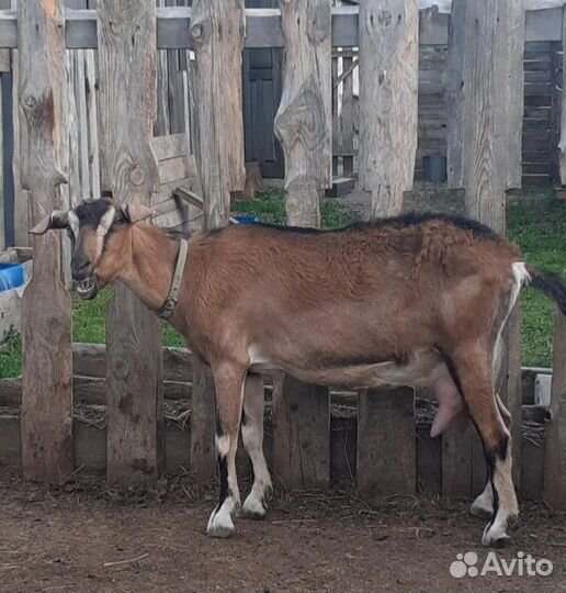 Козы дойные