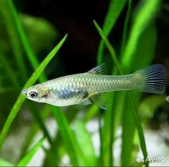 Гуппи самки