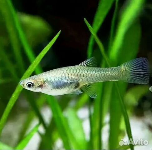 Гуппи самки