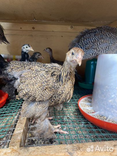 Цесарята, цыплята брама