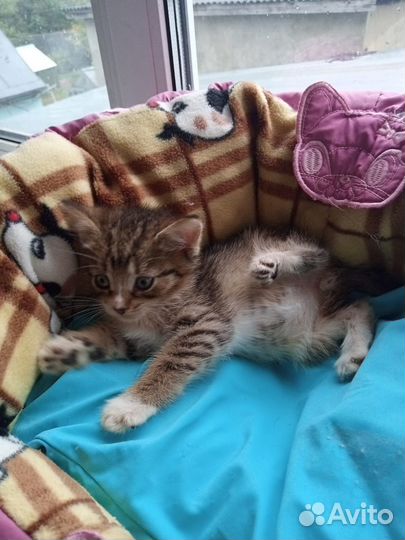 Котенок в добрые руки