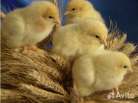 Цыплята бройлеры кобб500 и росс 308