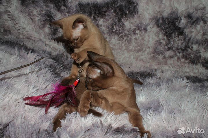 Бурмята европейские с документами