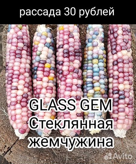 Рассада кукурузы