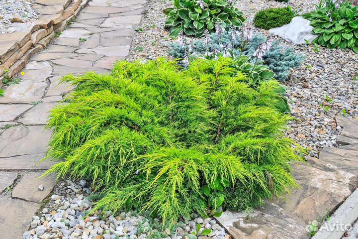 Можжевельник голд кост в горшках