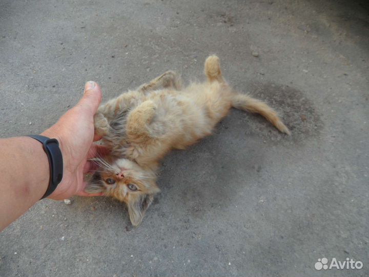 Рыжий котенок