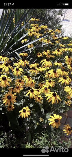 Садовые цветы