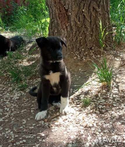 Щенки бесплатно