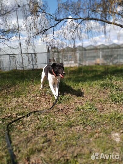 Взрослый пёс в добрые руки