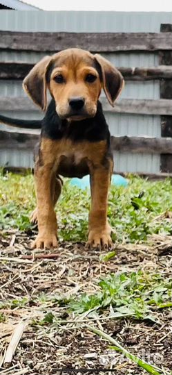 Щенки русской гончей