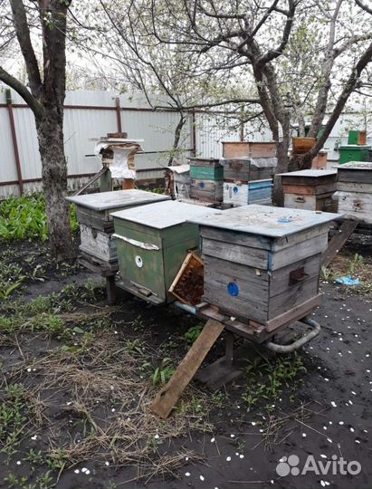 Пчелы и улья