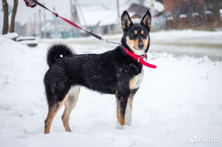 Собака в семью в добрые и надежные руки