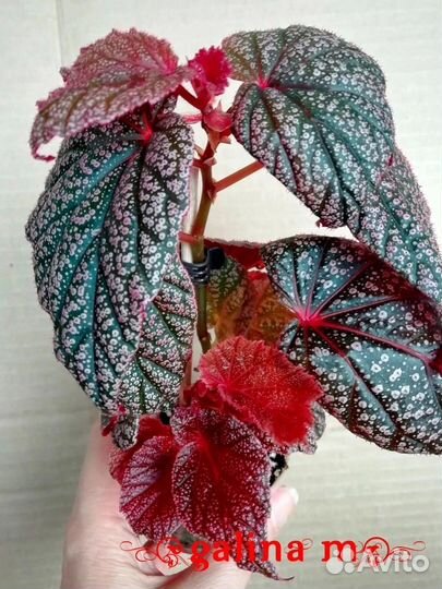 Бегонии кейн