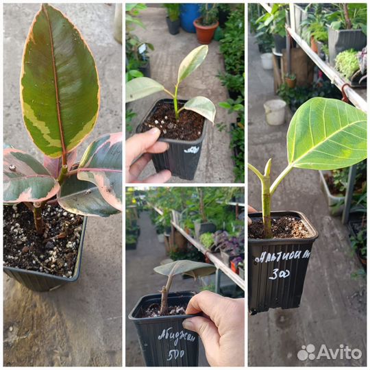 Фикус альтиссимо, бенжамина, пумила из питомника р