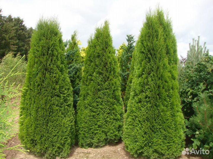 Живая изгородь из туи