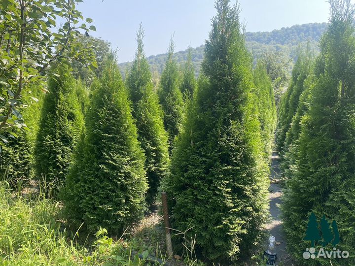 Туя Смарагд, Колумна 4,1м и др