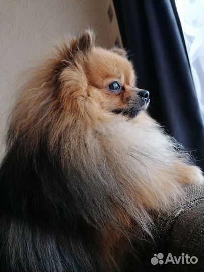 Щенки померанского шпица