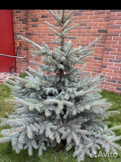 Ель голубая