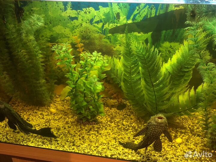 Аквариум с тумбой 200 литров