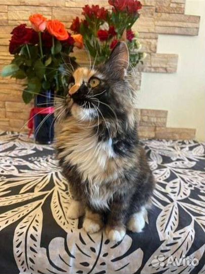 Кошечка мейн кун с документами