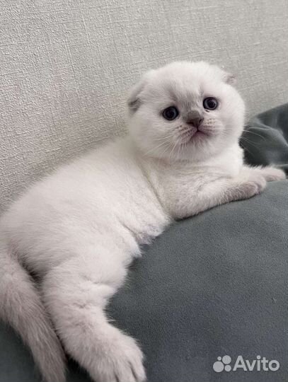 Шотландская