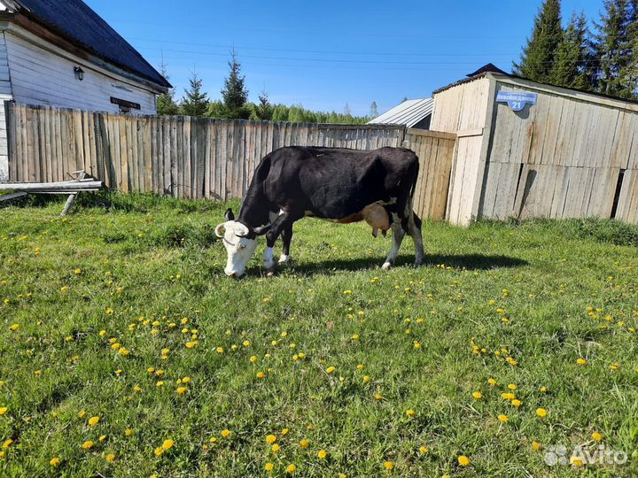 Корова дойная