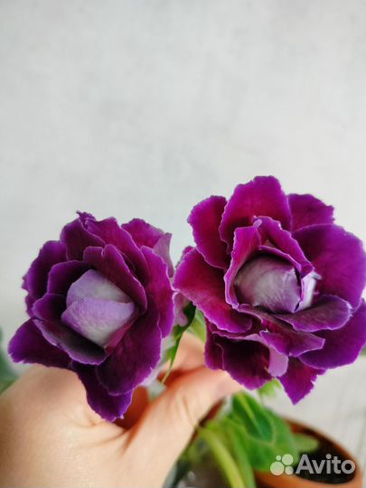 Глоксиния цветущая