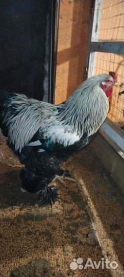 Породные куры, цыплята,яйцо,перепела