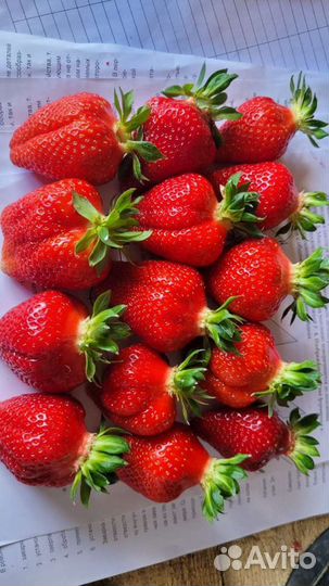 Клубника ягода Малина