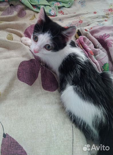 Котёнок, кошка, девочка, 3-3,5 месяца