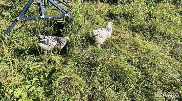 Куры домашние