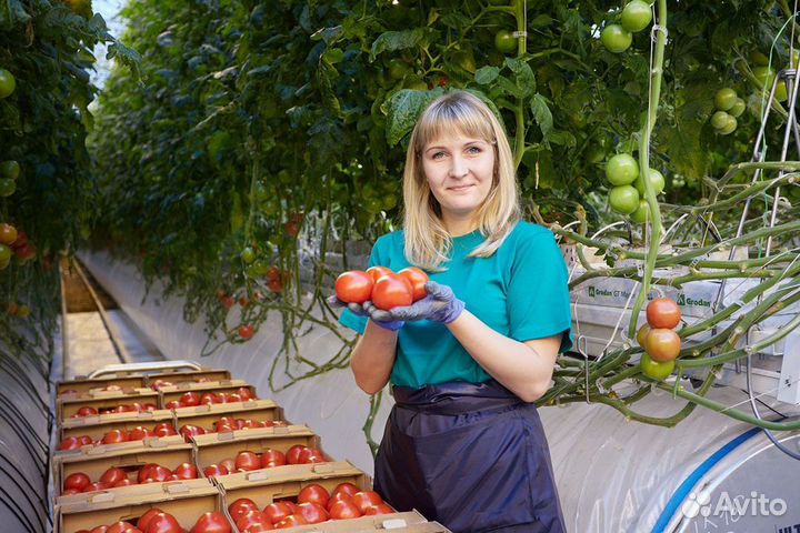 Вахта москва Агропромышленныйкомплекс