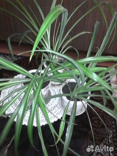 Хлорофитум зеленый