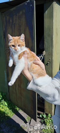 Котята в беде