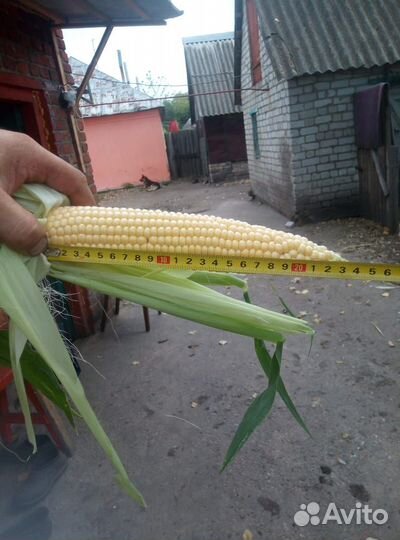 Кукуруза в початках