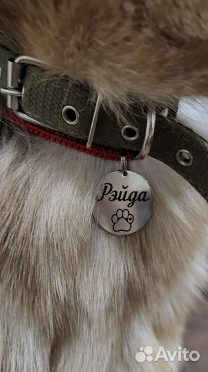 Адресник и шнурок для питомца