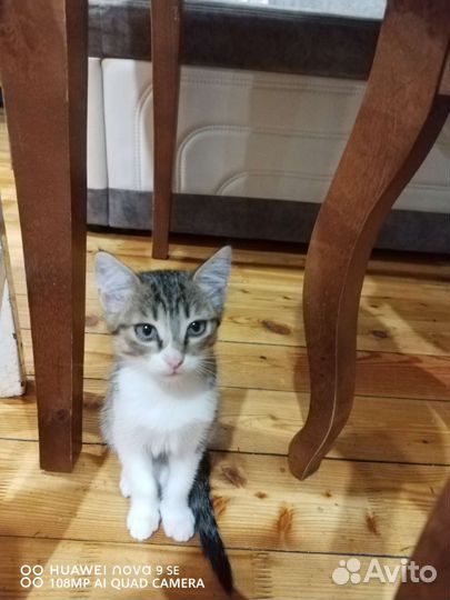 Кошка в дар бесплатно