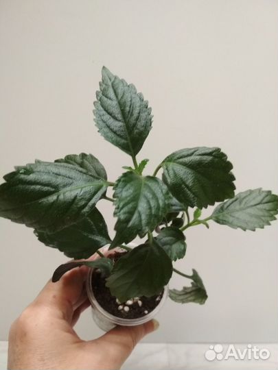 Неприхотливые комнатные растения