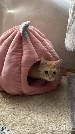 Лежанка домик для кота
