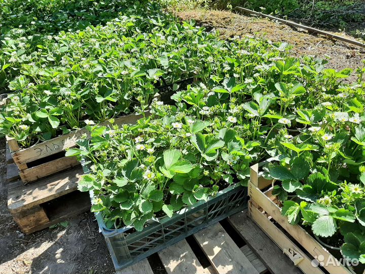 Рассада земляники садовой - клубники