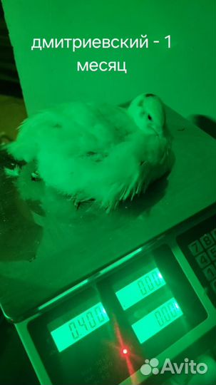 Дмитриевские перепел и танюшкин фараон